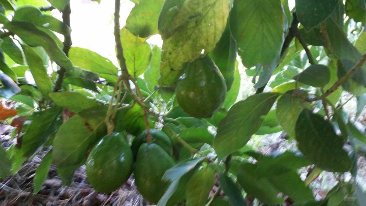 Vv - Casa Clary -Finca Medina Alojera 外观 照片